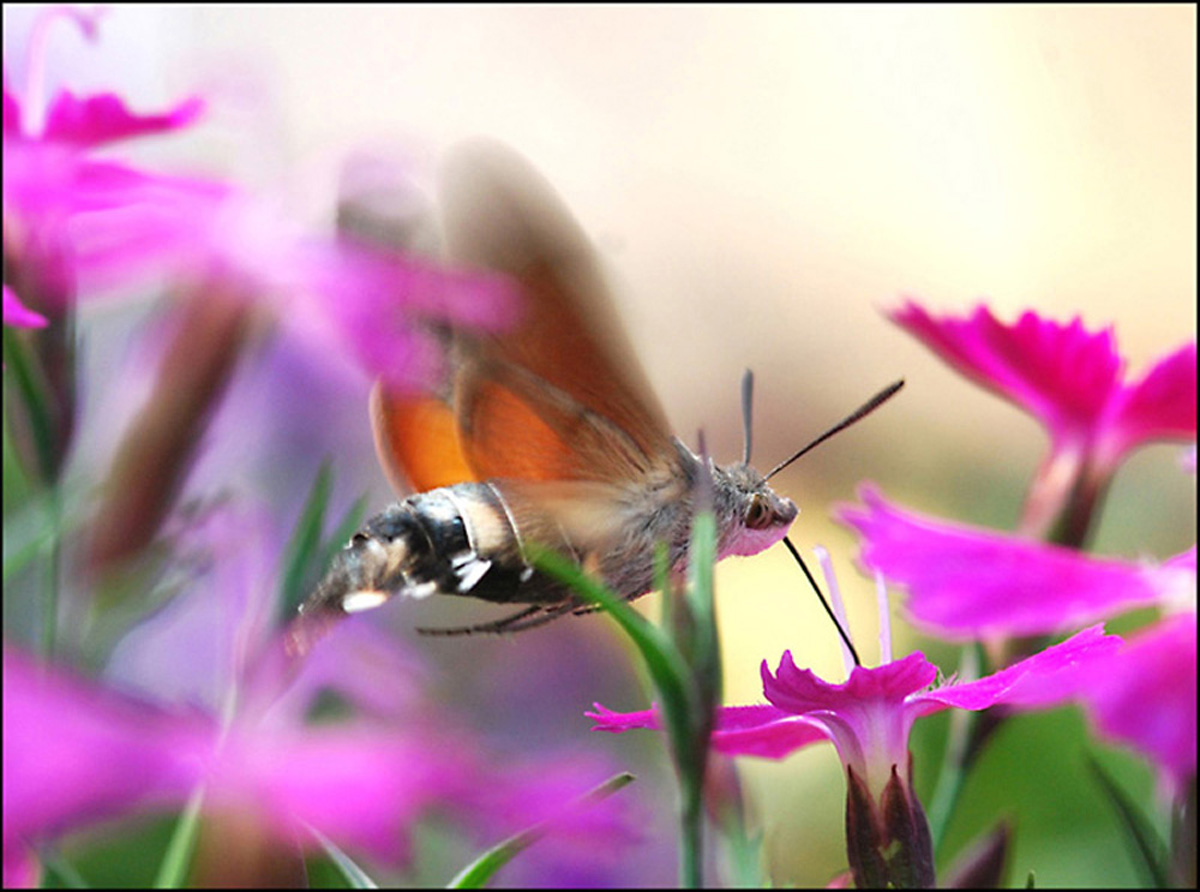 scampolo di primavera - Macroglossum stellatarum